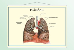 Plămânii - 50x70