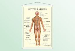 Sistemul nervos - 50x70