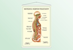 Sistemul nervos vegetativ - 50x70