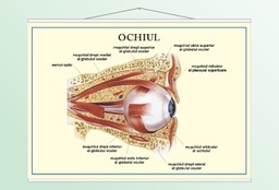 Ochiul - 50x70