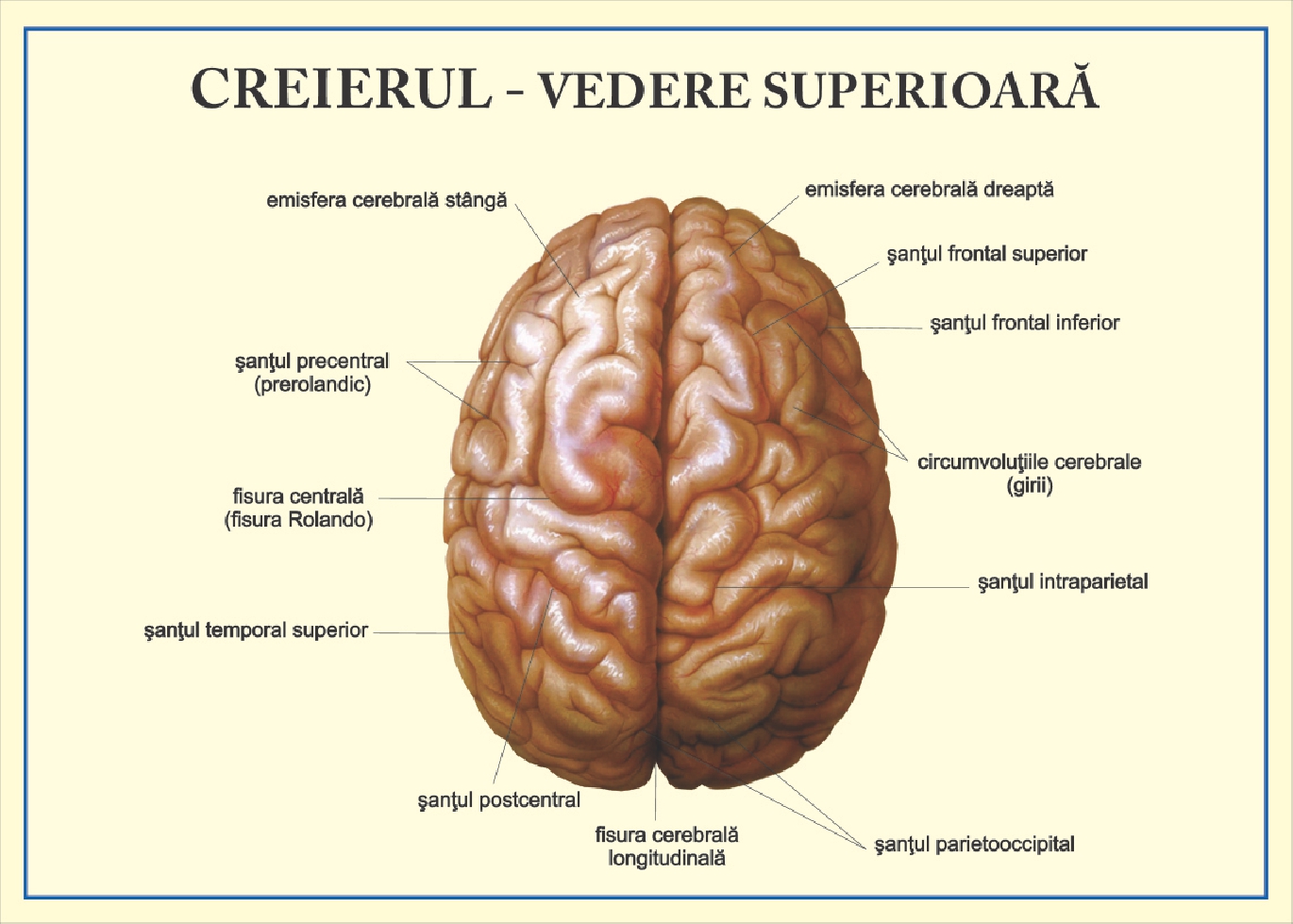 Sistemul nervos