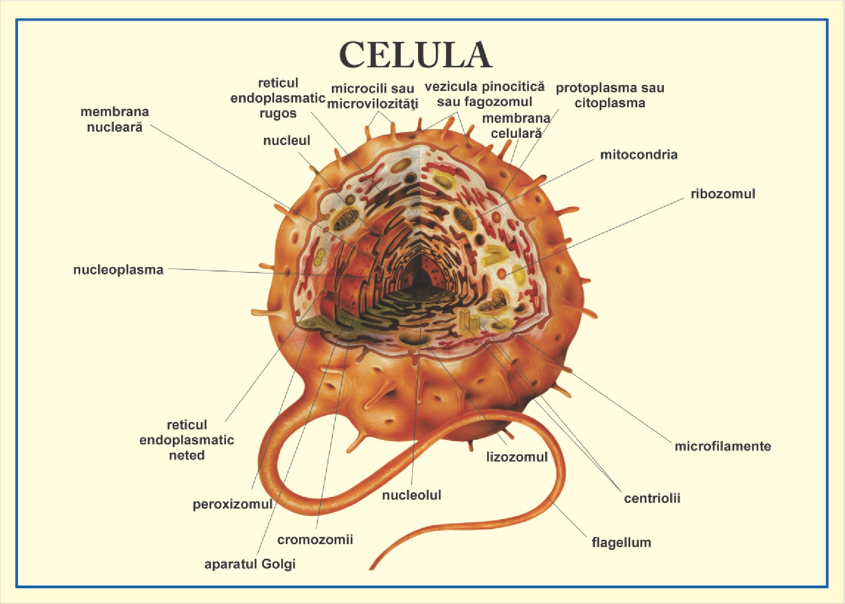 Celula si Lantul ADN