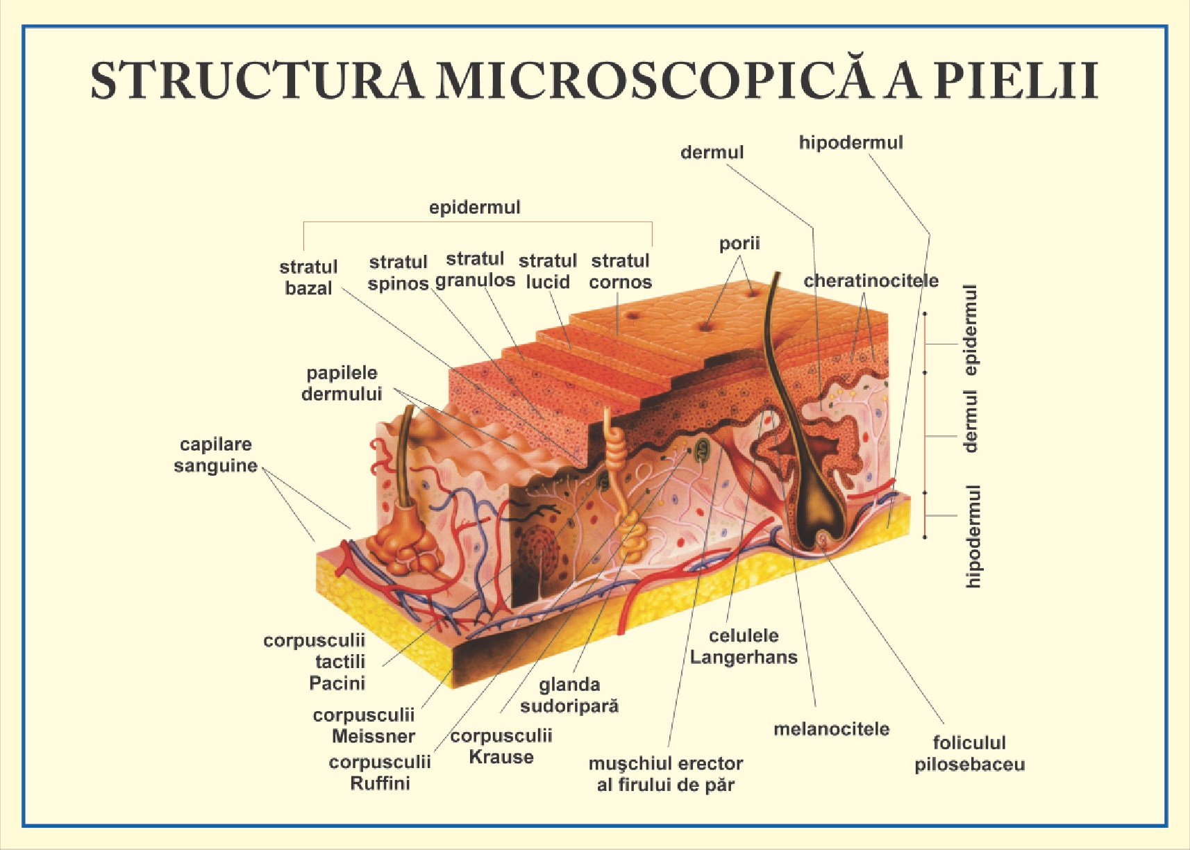 Structura pielii