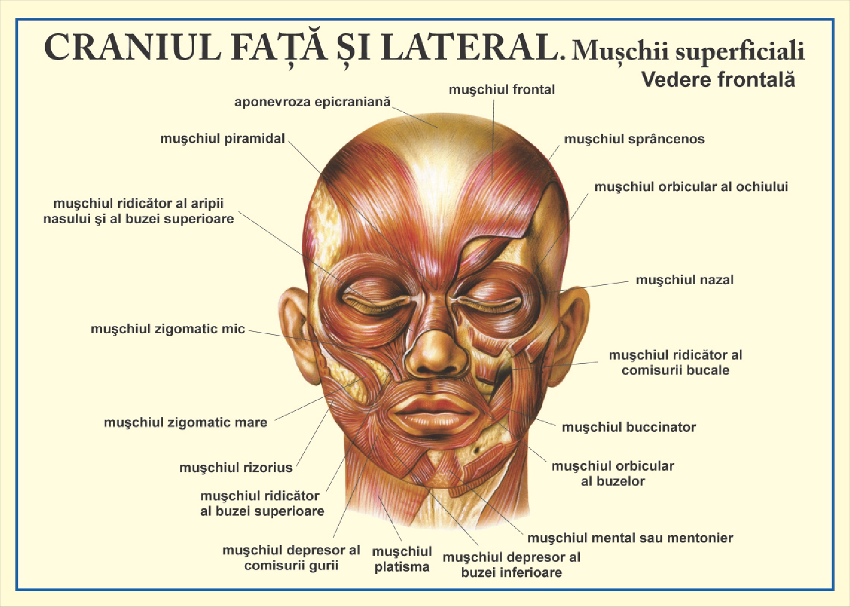 Sistemul Muscular