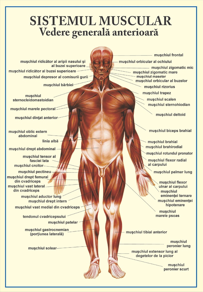 Sistemul muscular - vedere anterioara