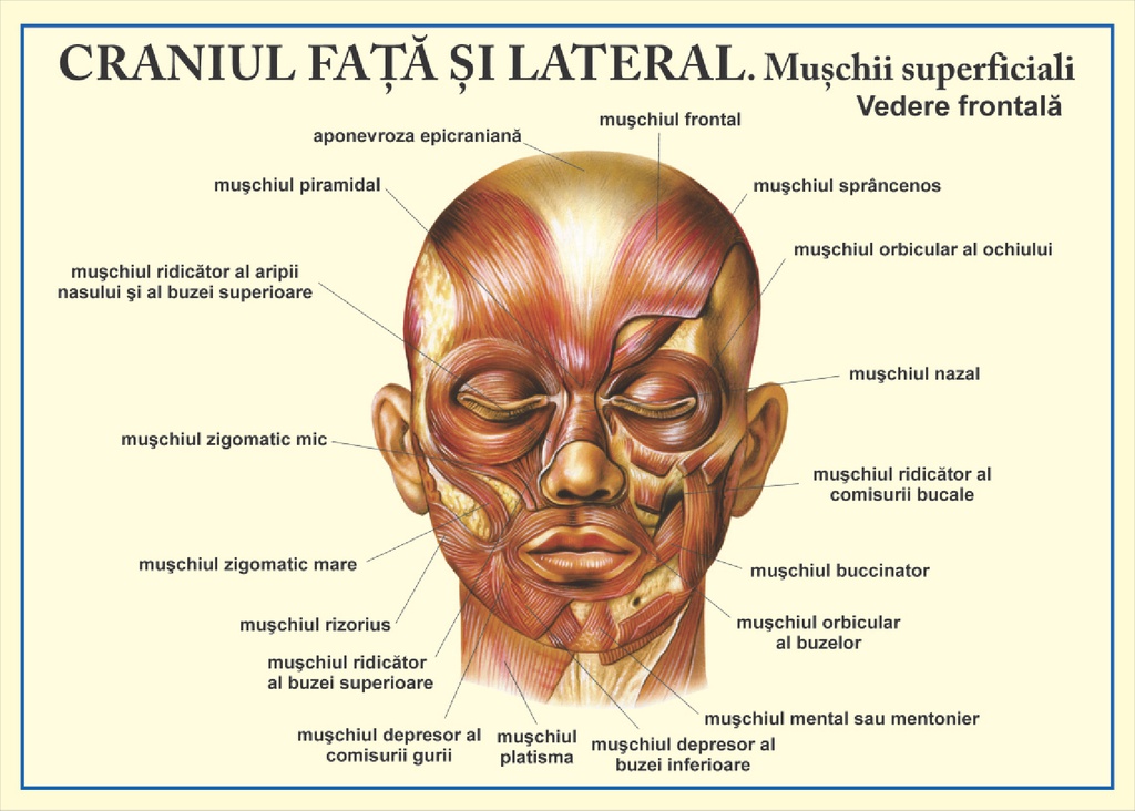 Craniul - vedere din fata