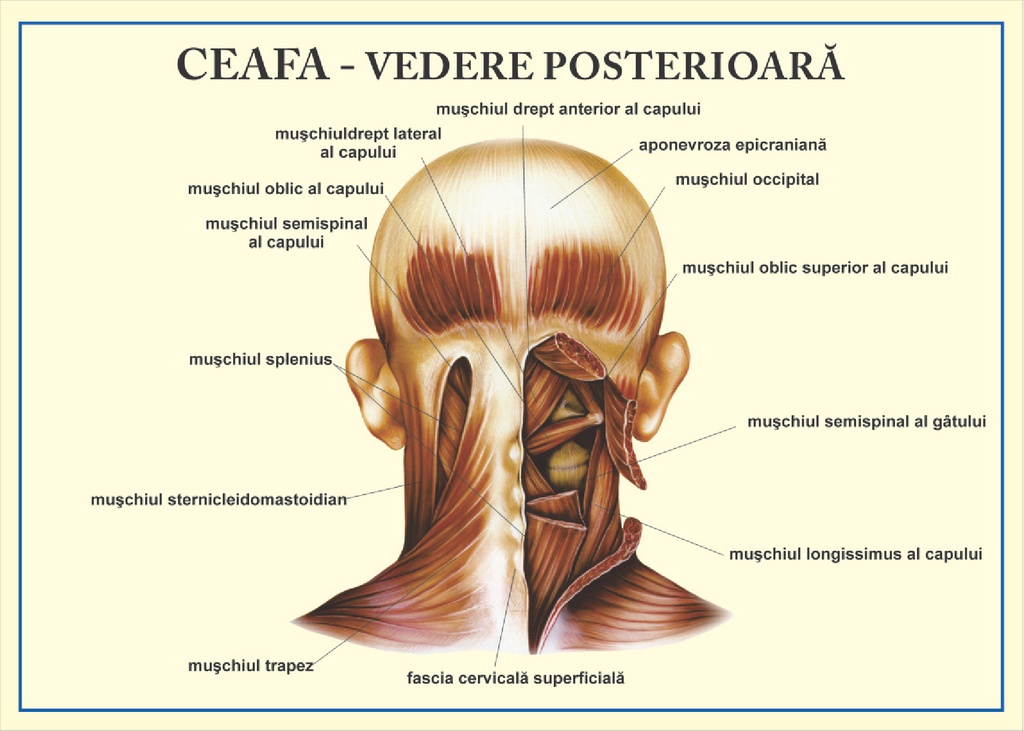 Ceafa