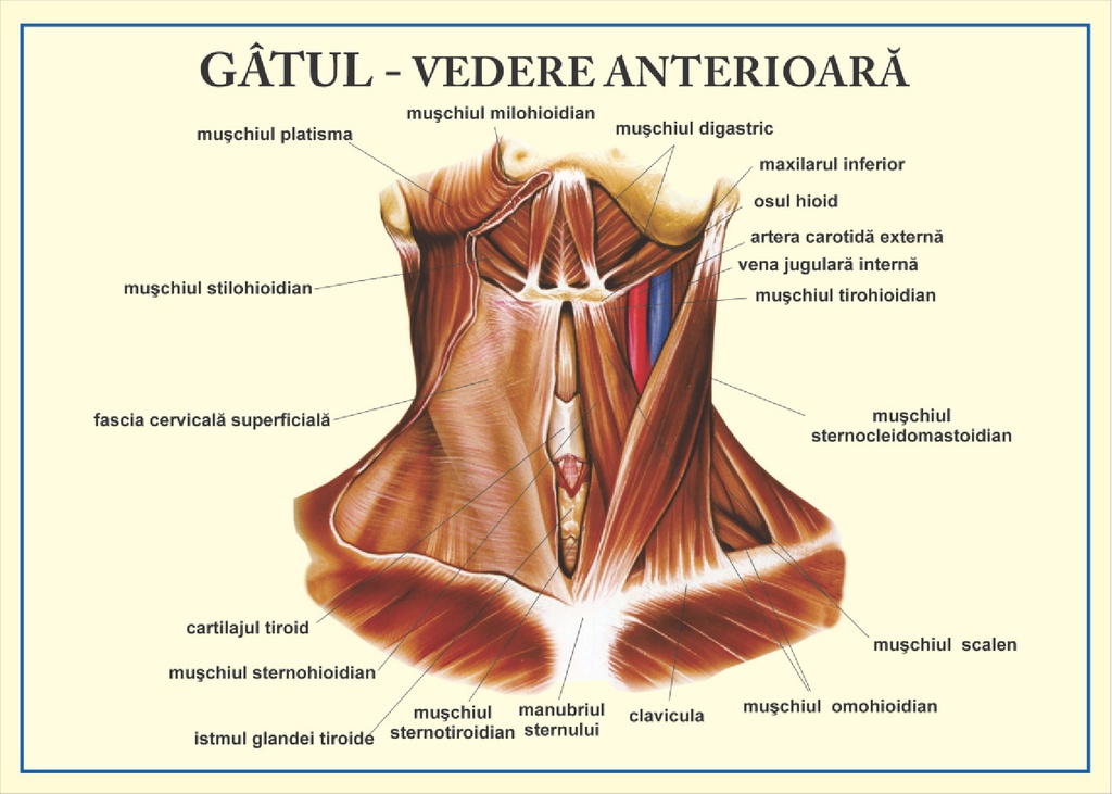 Gatul