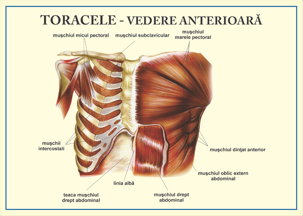 Toracele - vedere anterioara