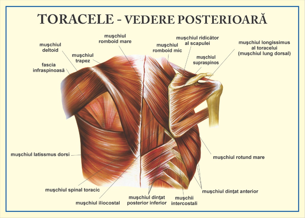 Toracele - vedere posterioara