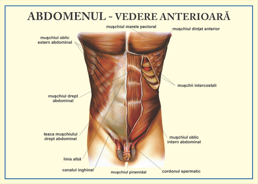 Abdomenul - vedere anterioara