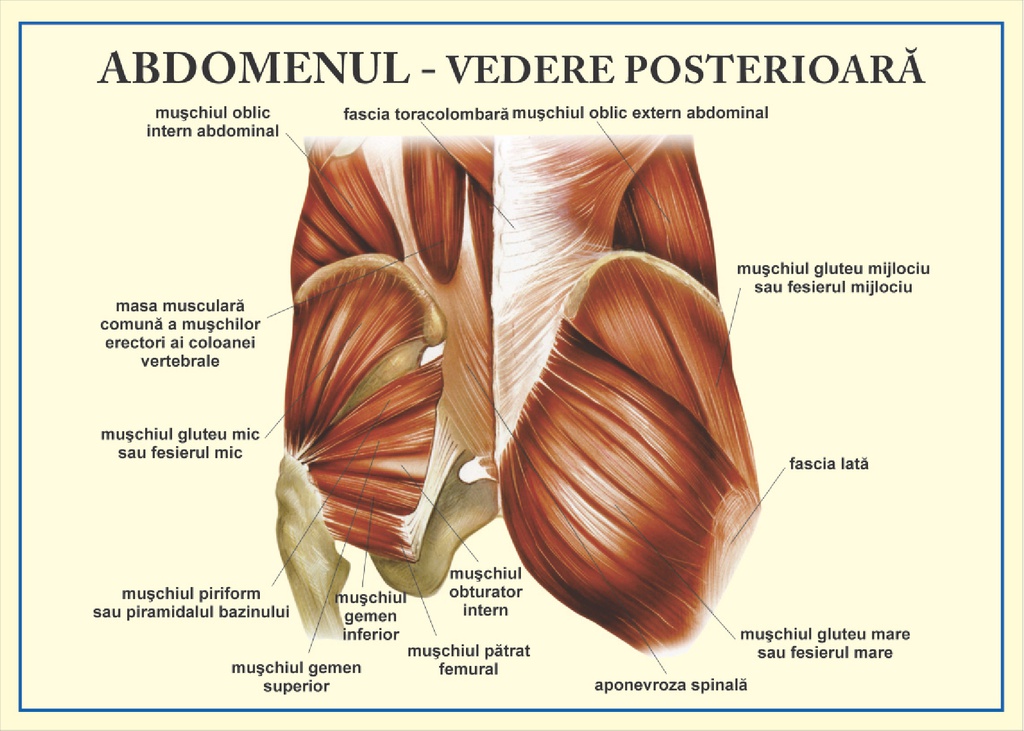 Abdomenul - vedere posterioara