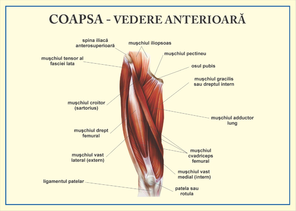 Coapsa - vedere anterioara