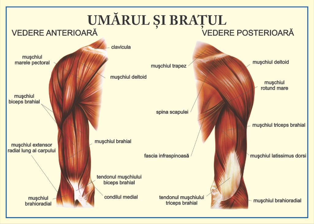 Umarul si bratul