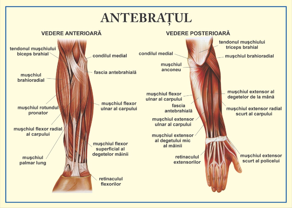 Antebratul