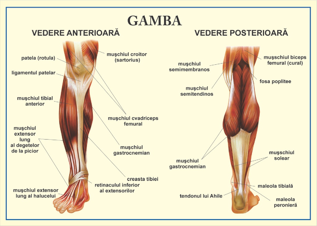 Gamba - vedere anterioara/posterioara