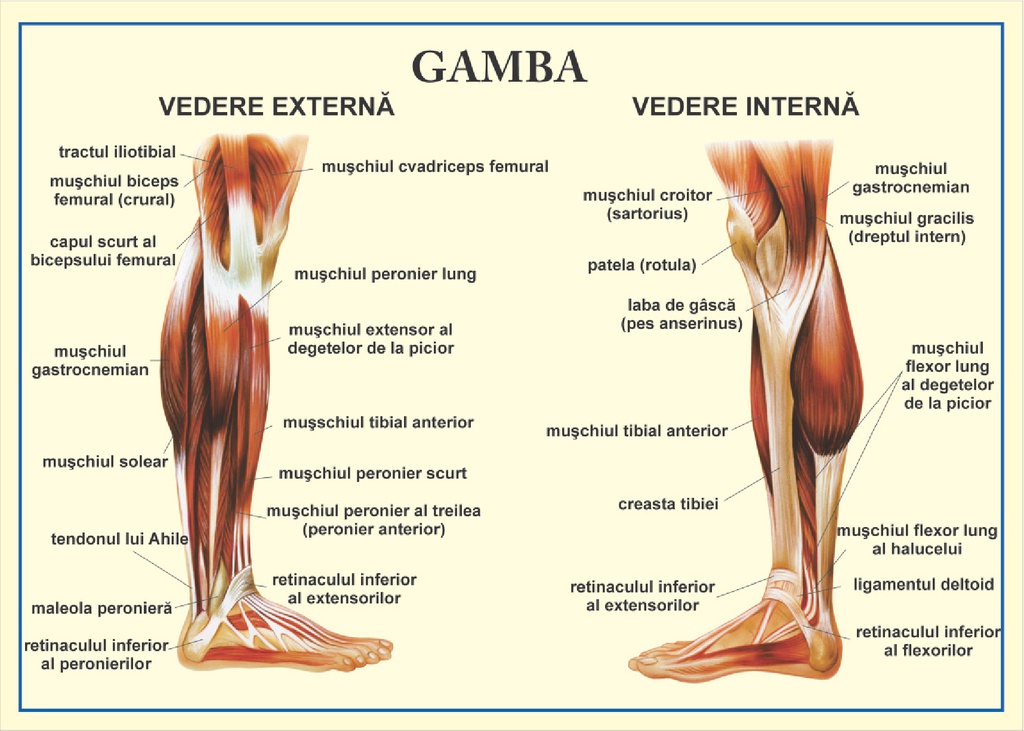 Gamba - vedere externa/interna