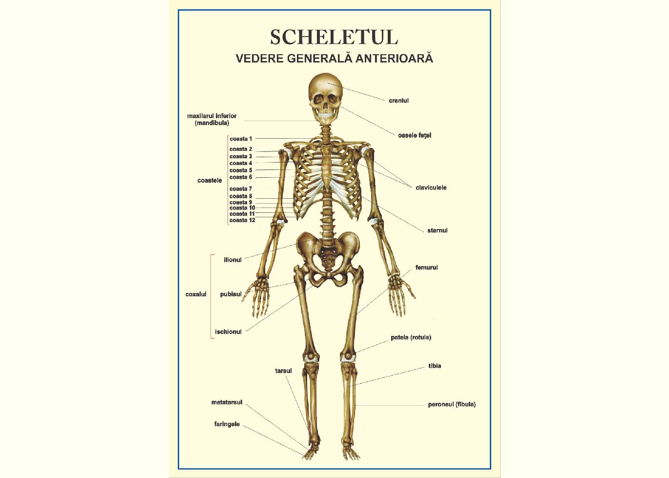 Scheletul - vedere anterioara (tip vedere)