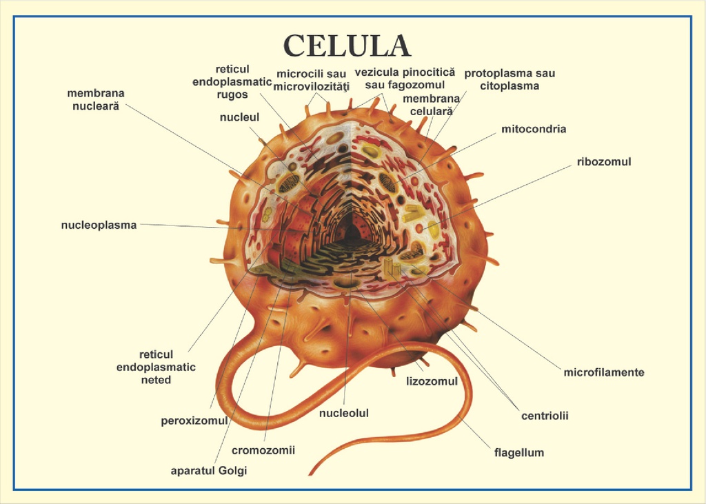 Celula