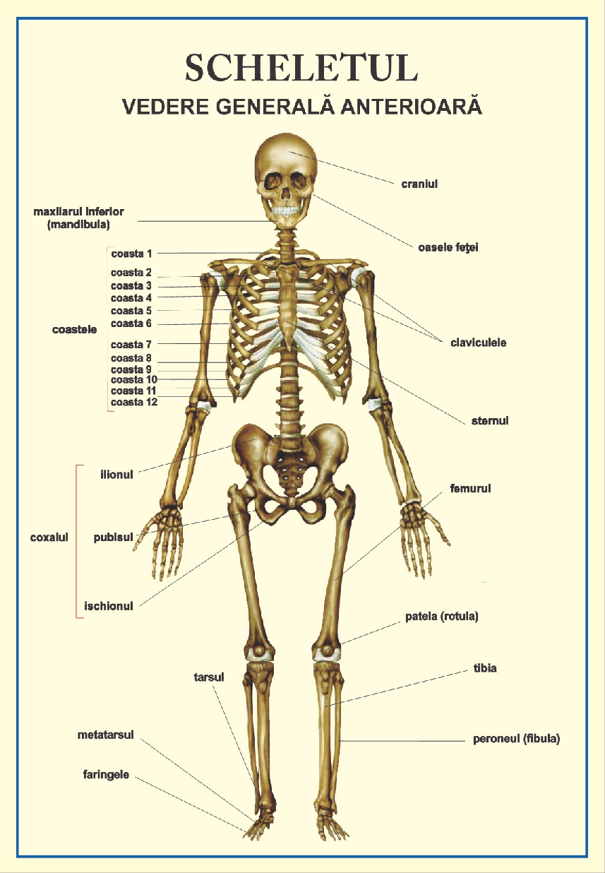 Scheletul - vedere anterioara (tip portret)