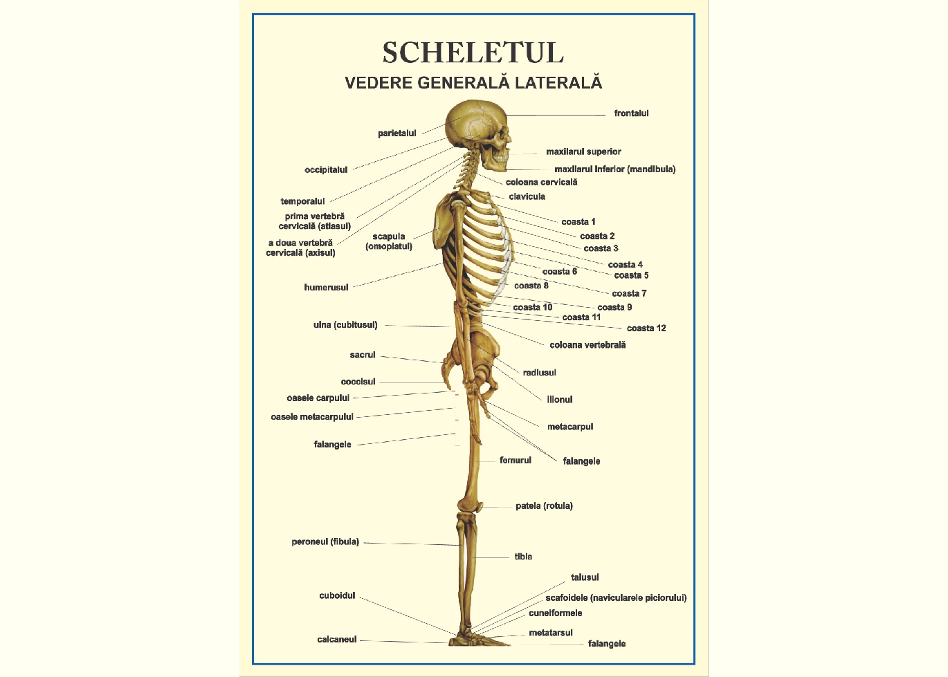 Scheletul - vedere laterala (tip vedere)