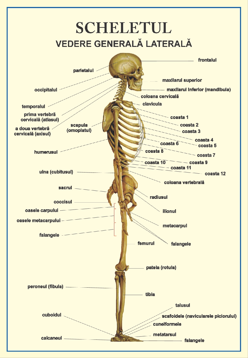 Scheletul - vedere laterala  tip portret