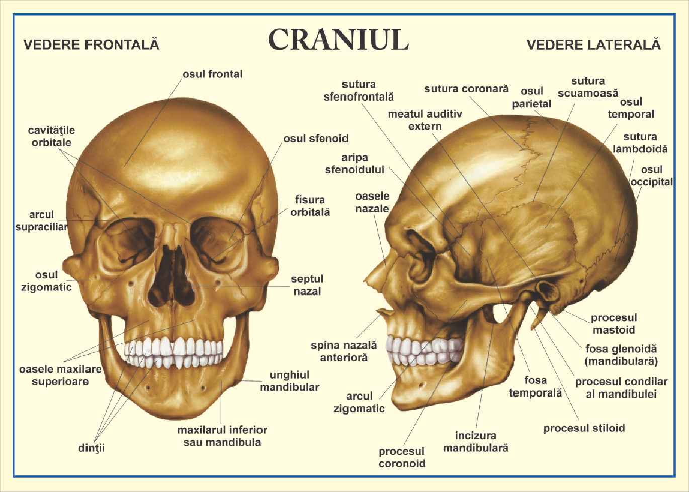 Craniul