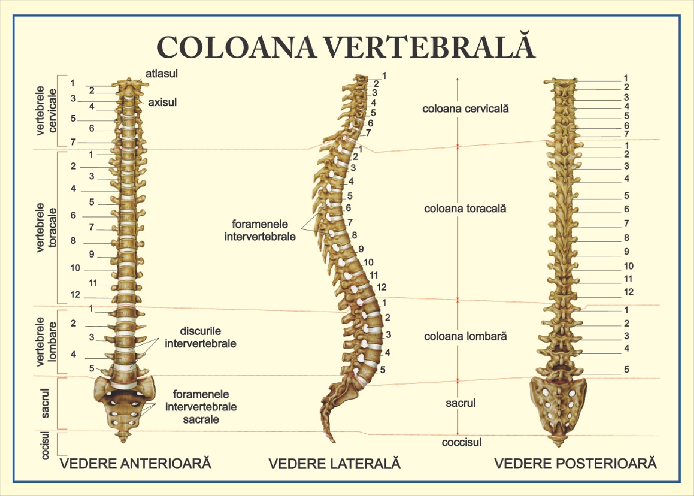 Coloana vertebrala