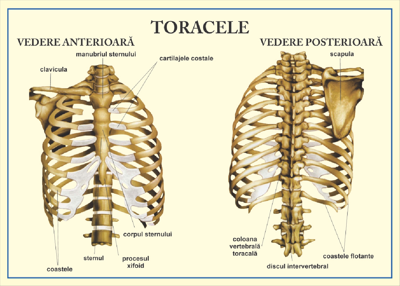 Toracele