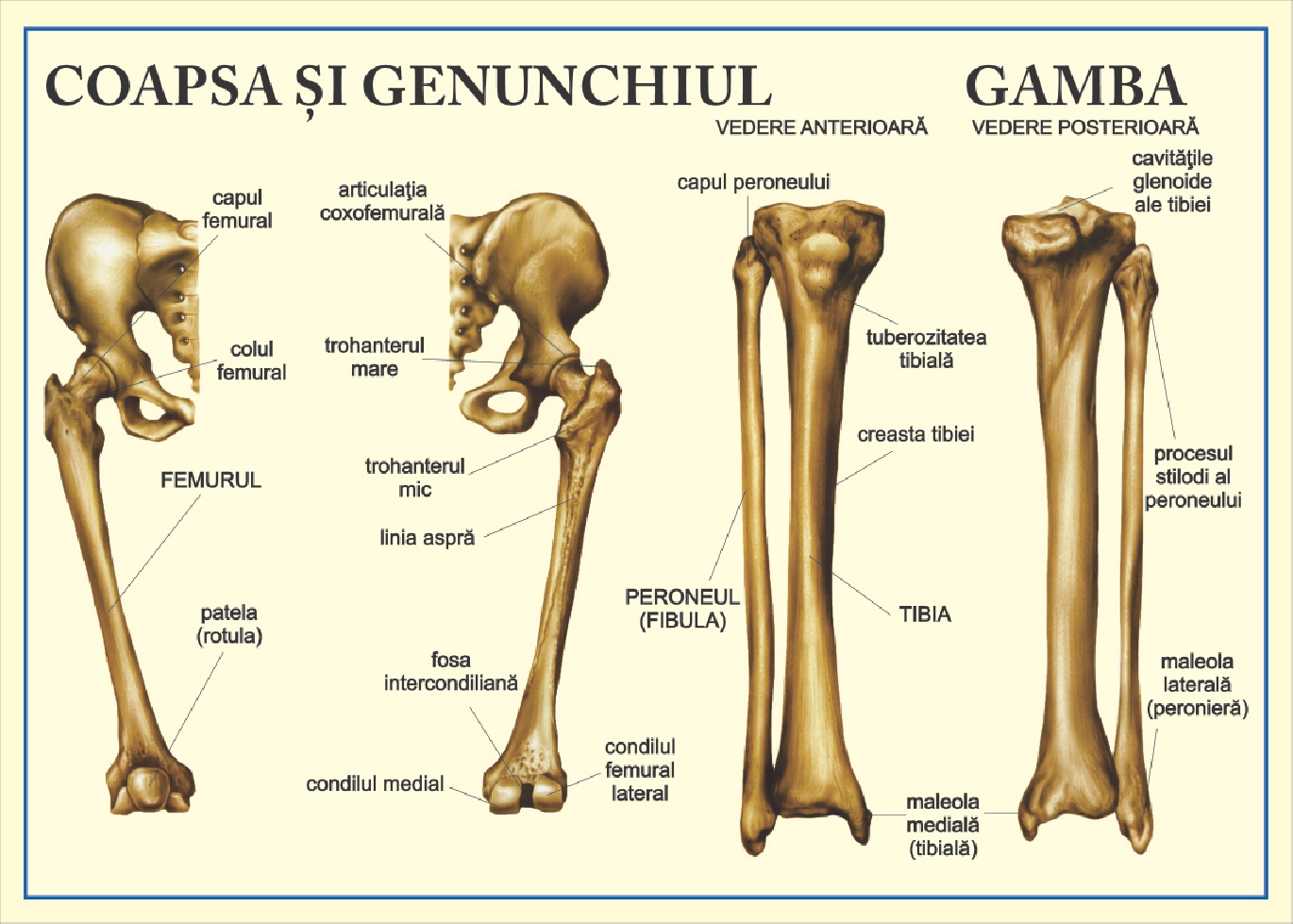 Coapsa, genunchiul, gamba