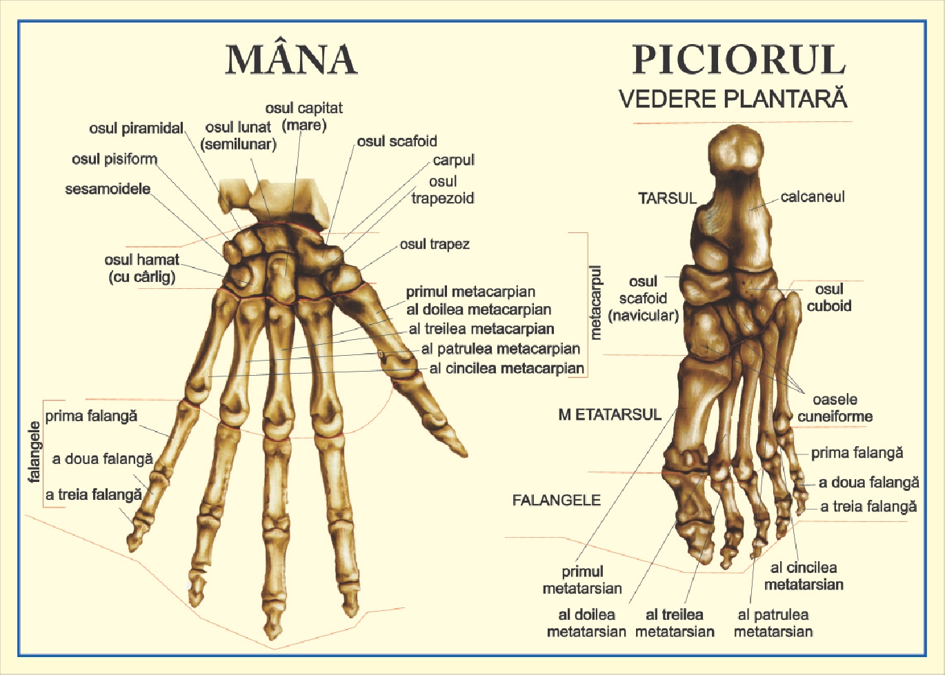 Mana, piciorul