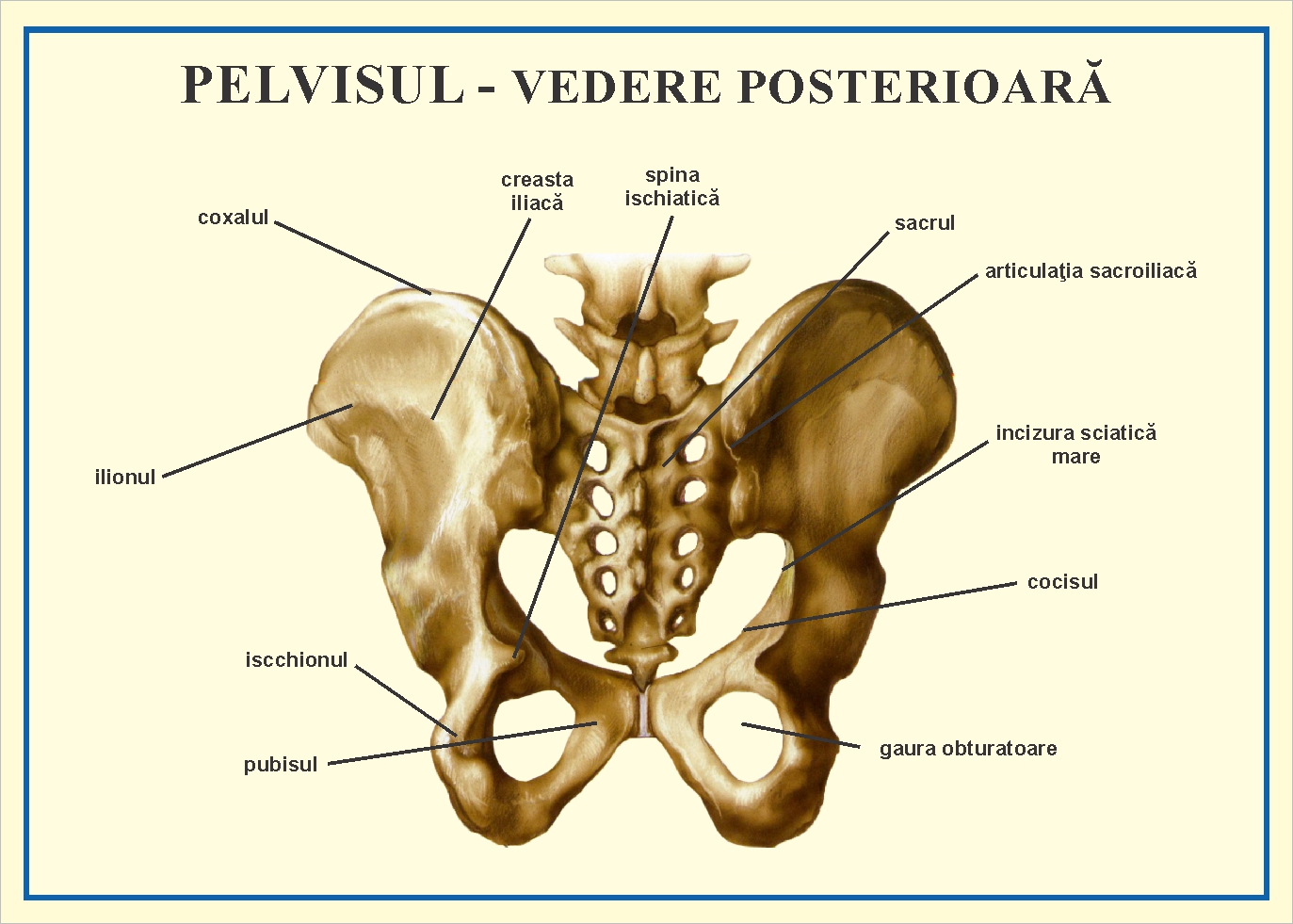 Pelvisul - vedere posterioara