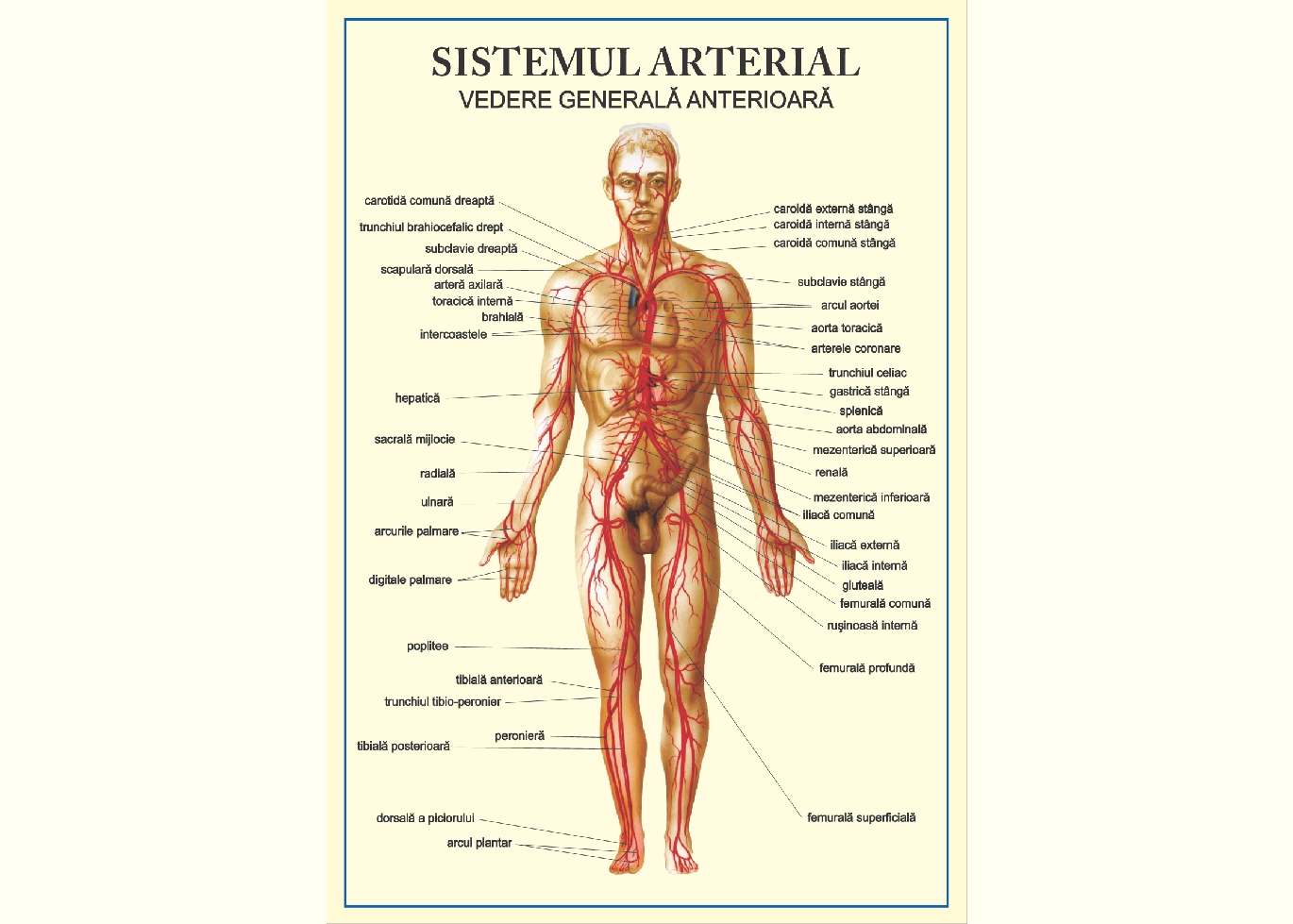 Sistemul arterial - vedere anterioara, tip vedere