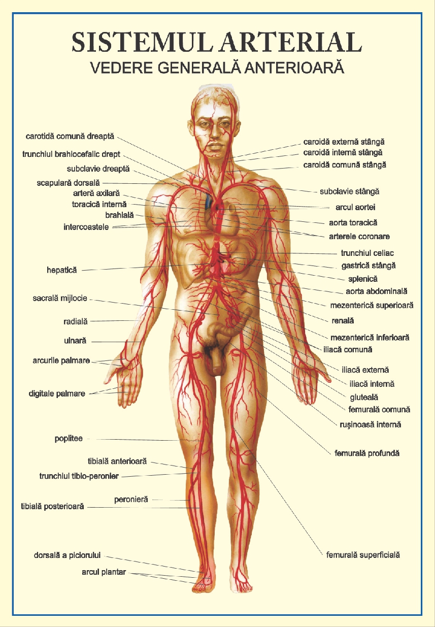 Sistemul arterial - vedere anterioara, tip portret