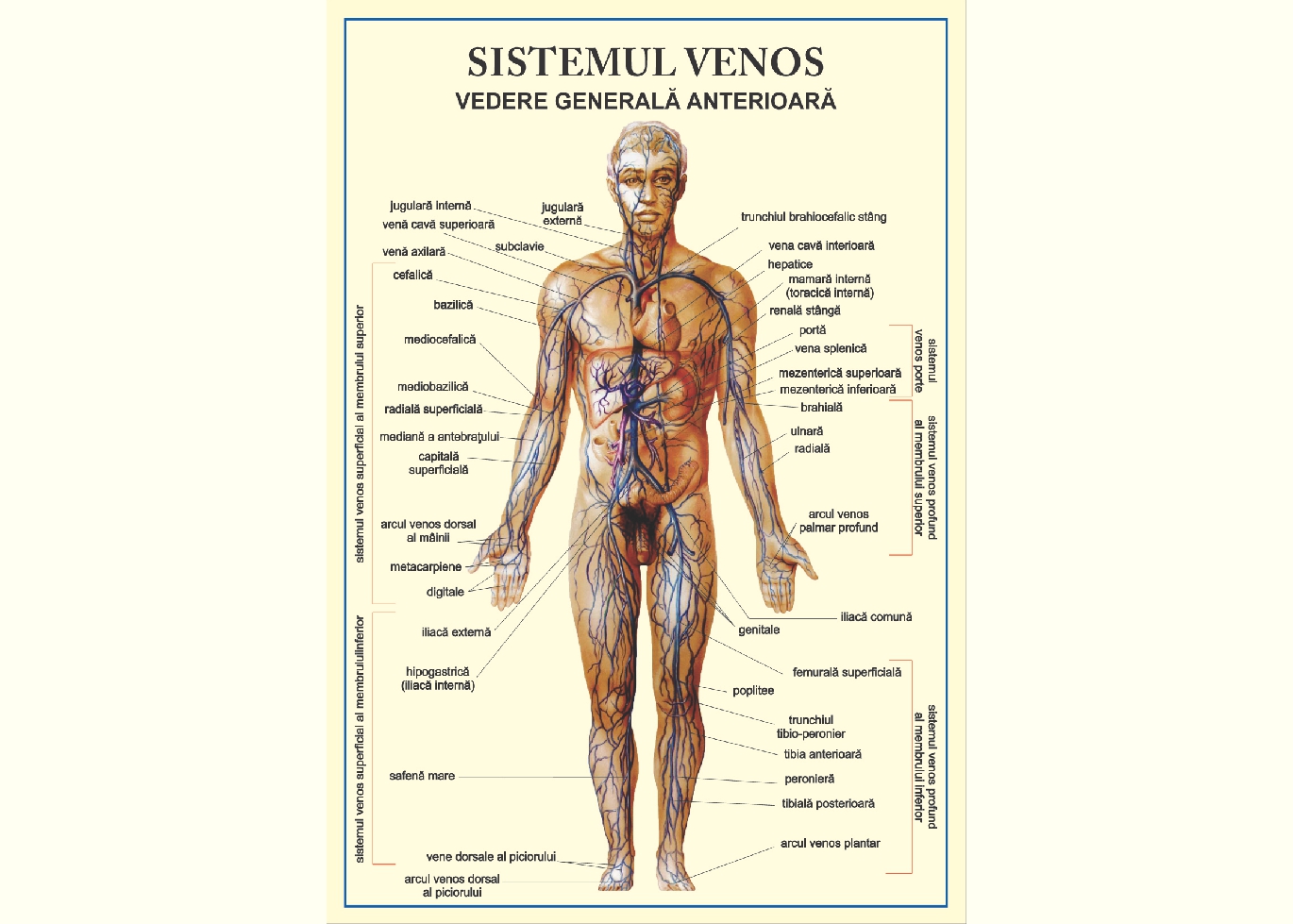 Sistemul venos - vedere anterioara, tip vedere