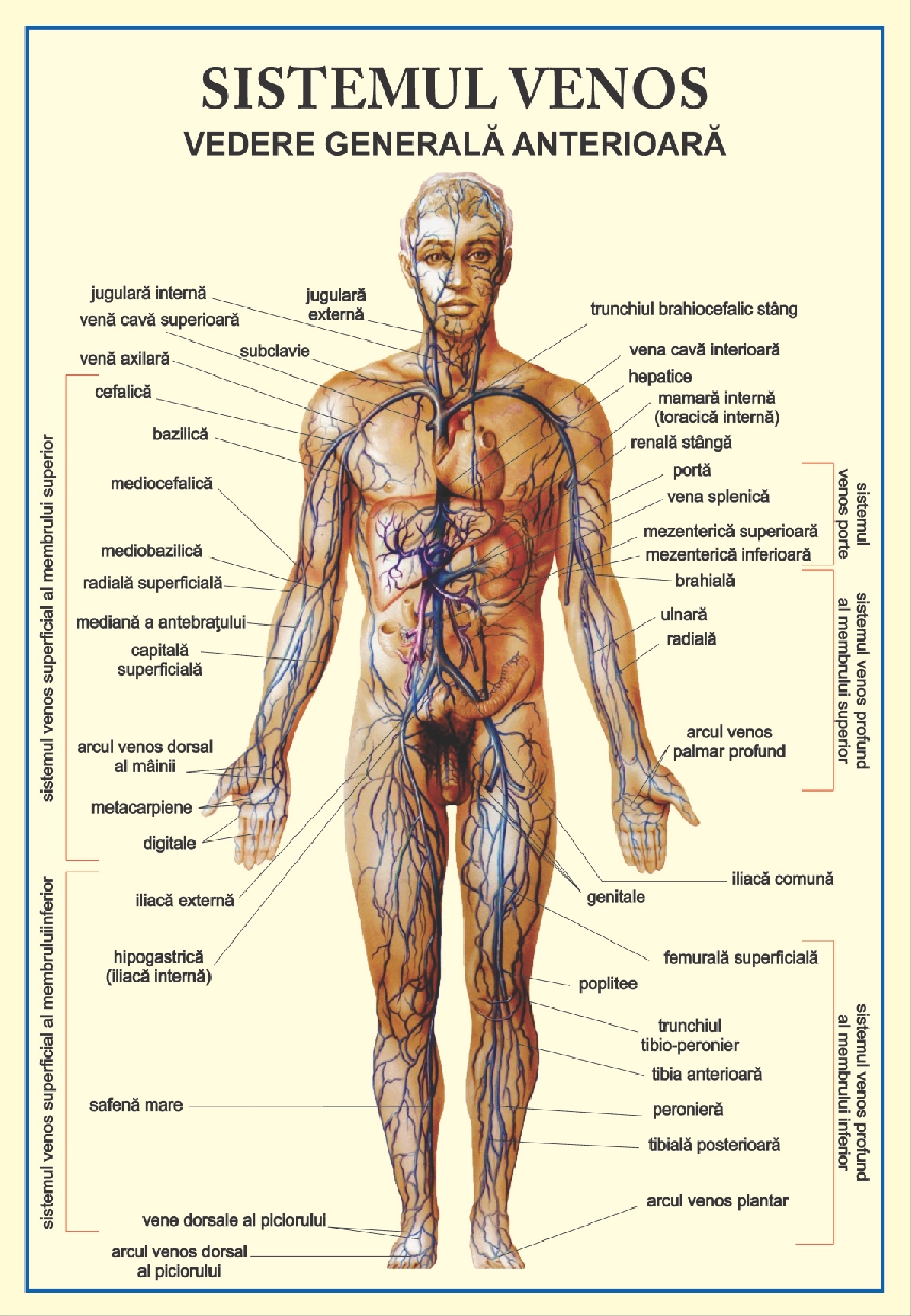 Sistemul venos - vedere anterioara, tip portret