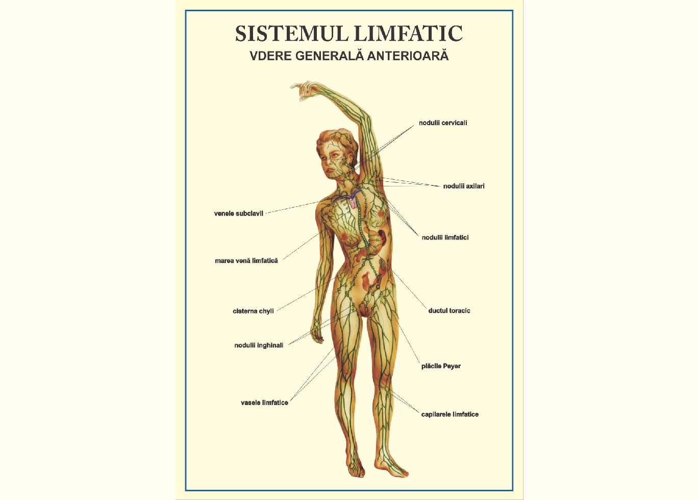 Sistemul limfatic - vedere anterioara, tip vedere