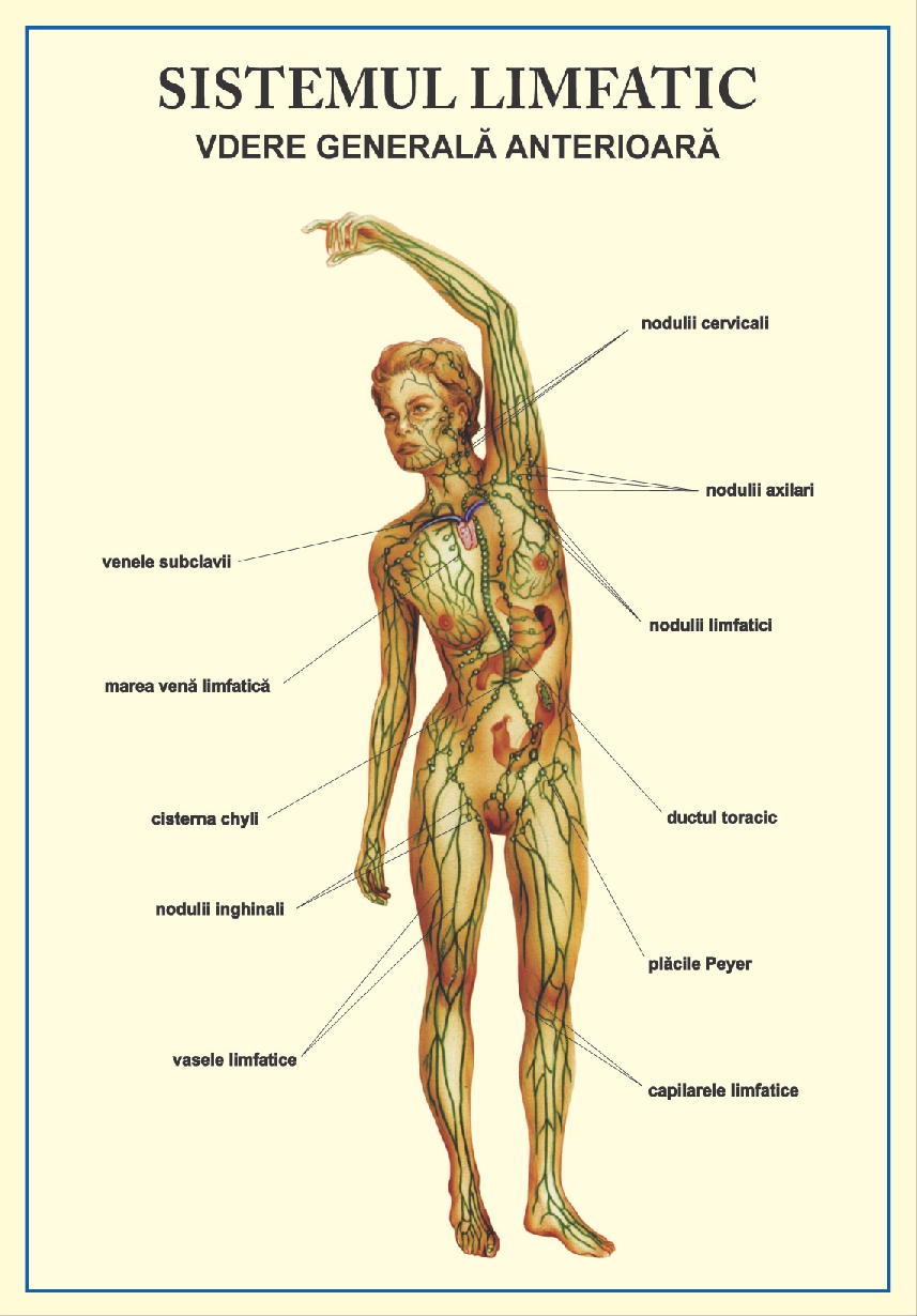Sistemul limfatic - vedere anterioara, tip portret
