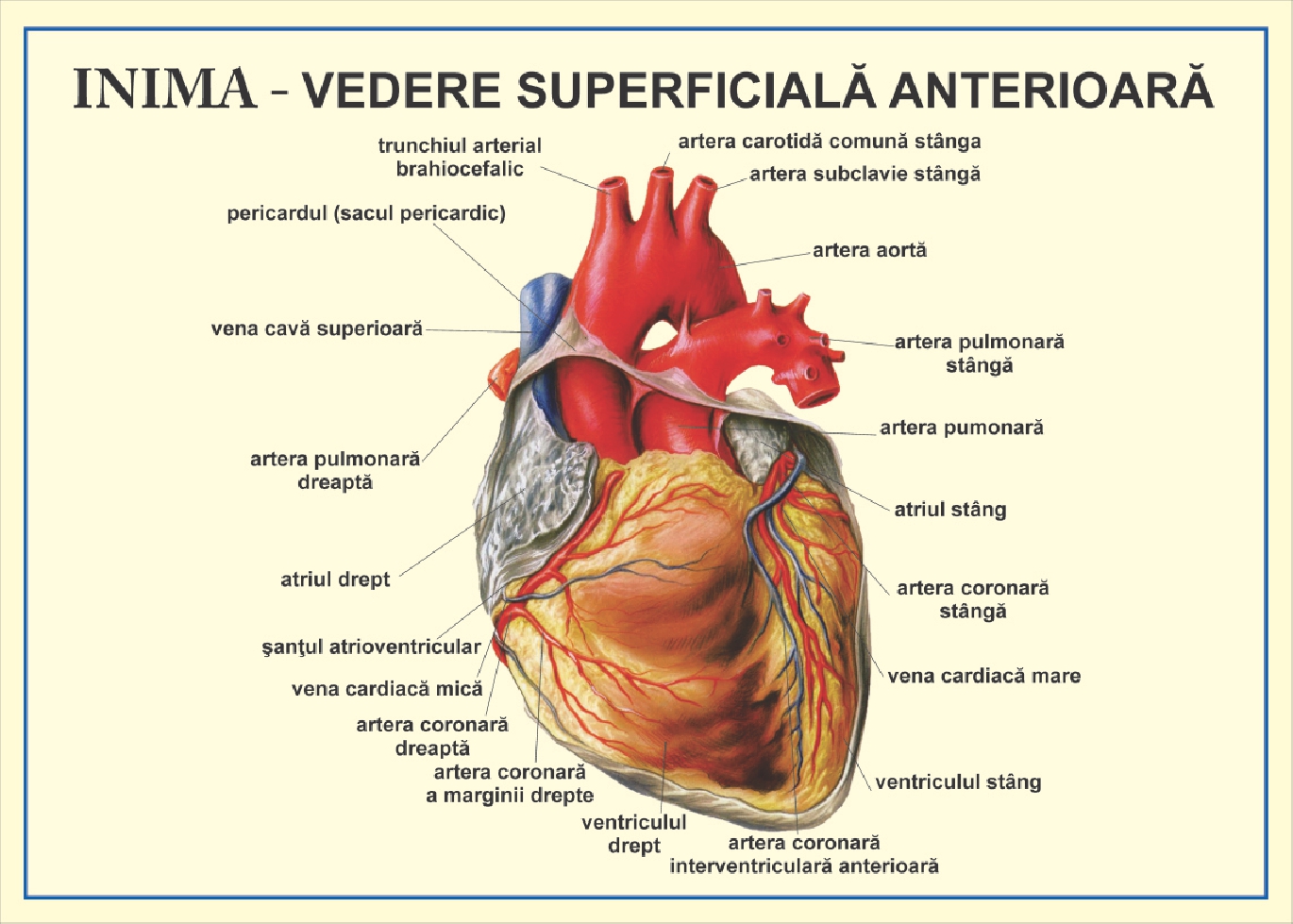 Inima -  vedere anterioara