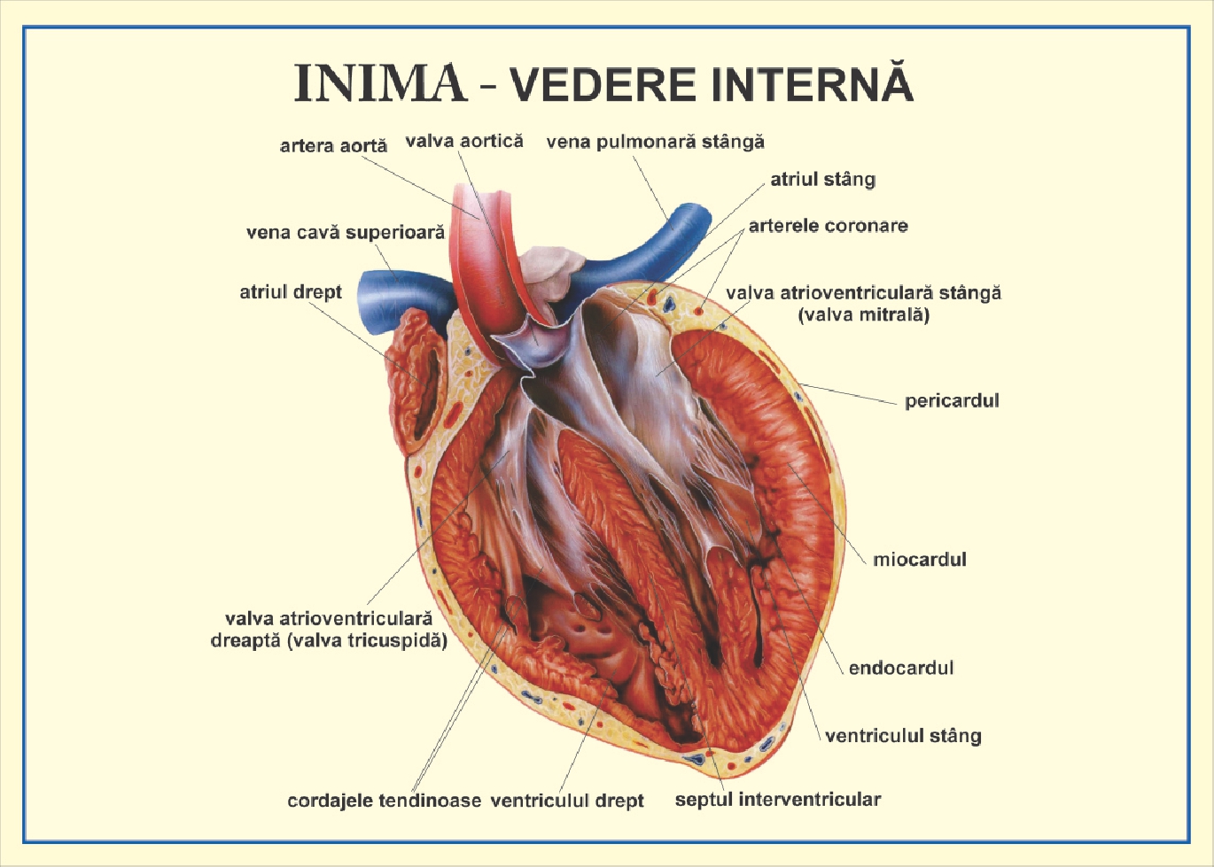 Inima - vedere interna