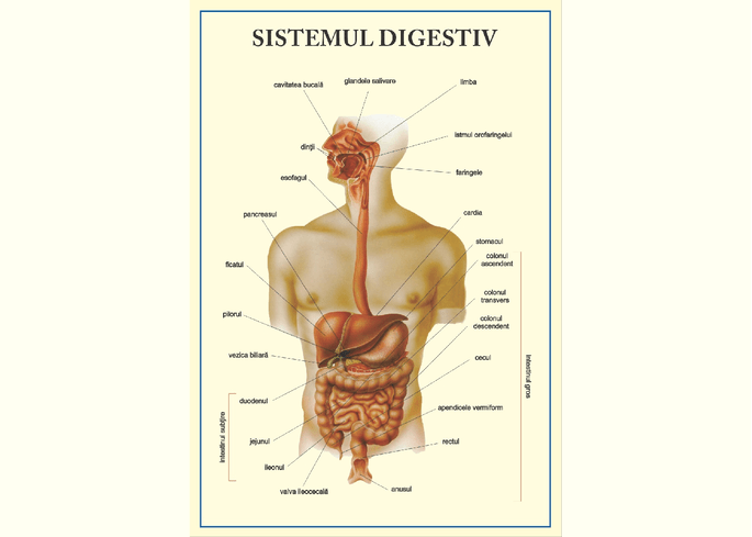 Sistemul digestiv - prezentare gif