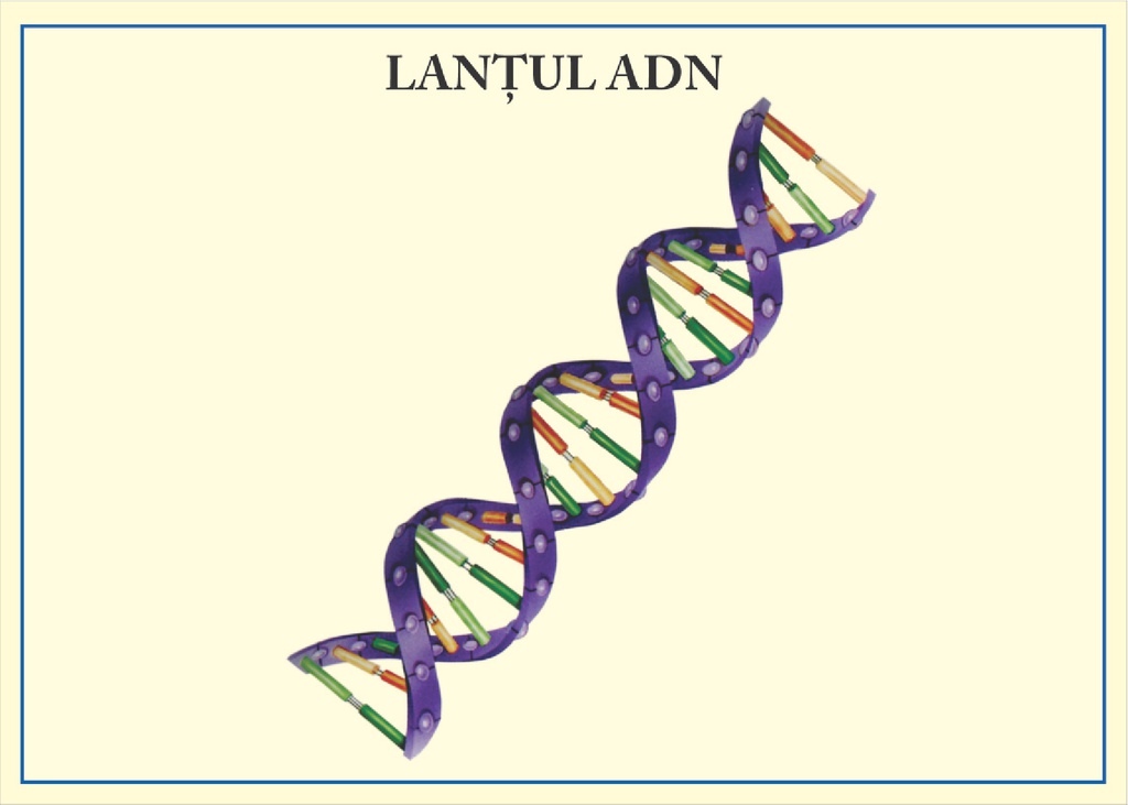 Lantul ADN