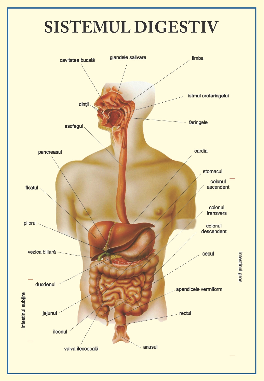 Sistemul digestiv - tip portret