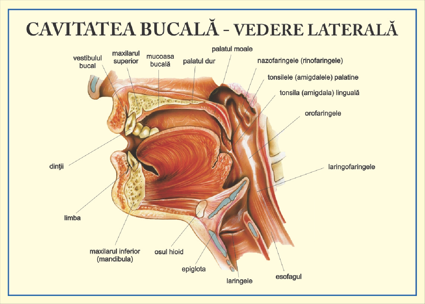 Cavitatea bucala - vedere laterala