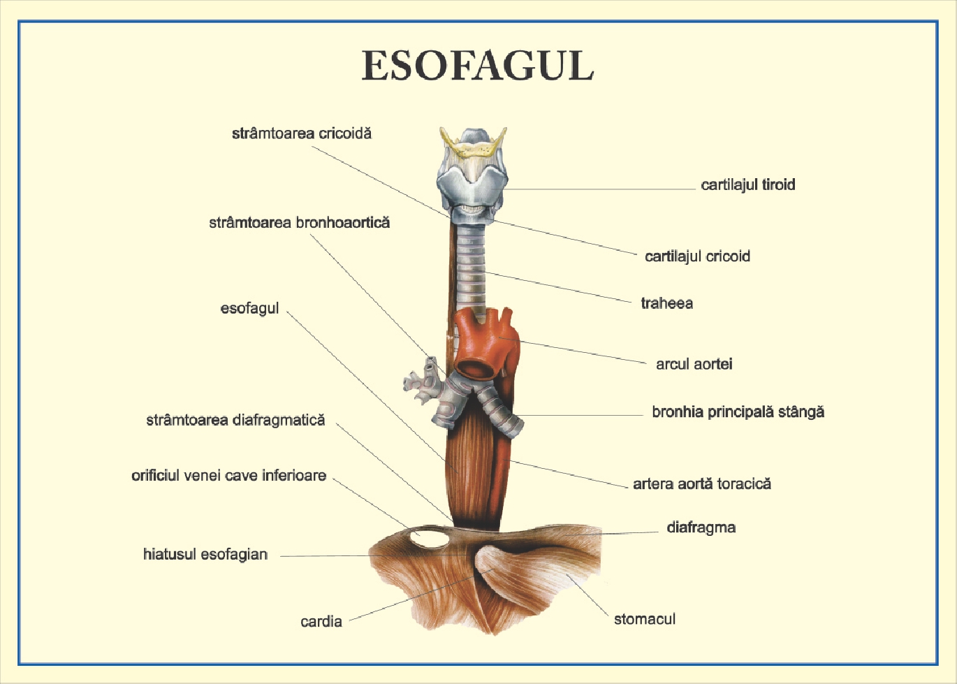 Esofagul