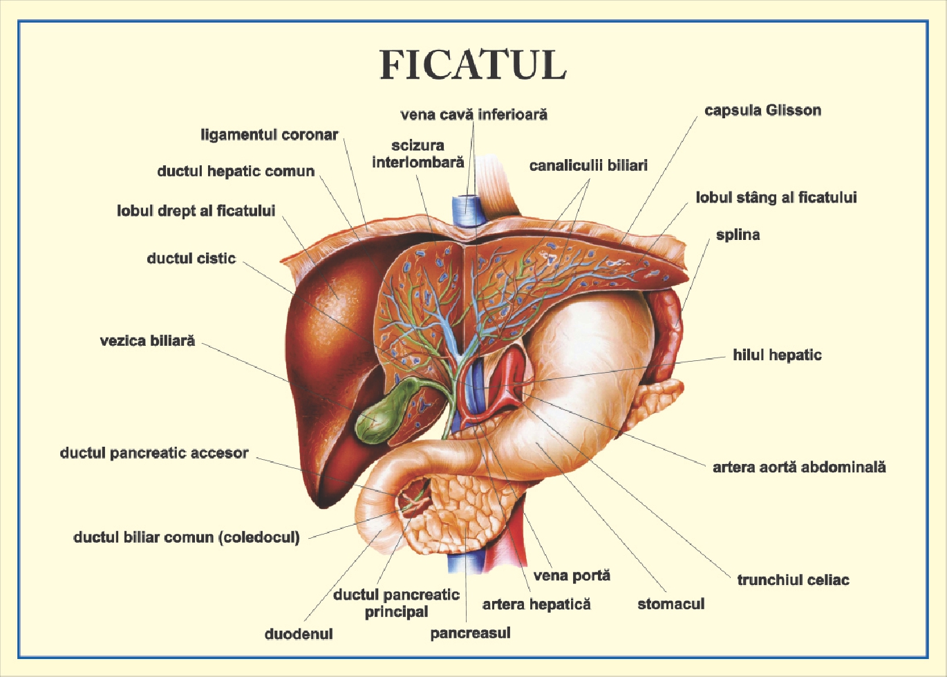 Ficatul