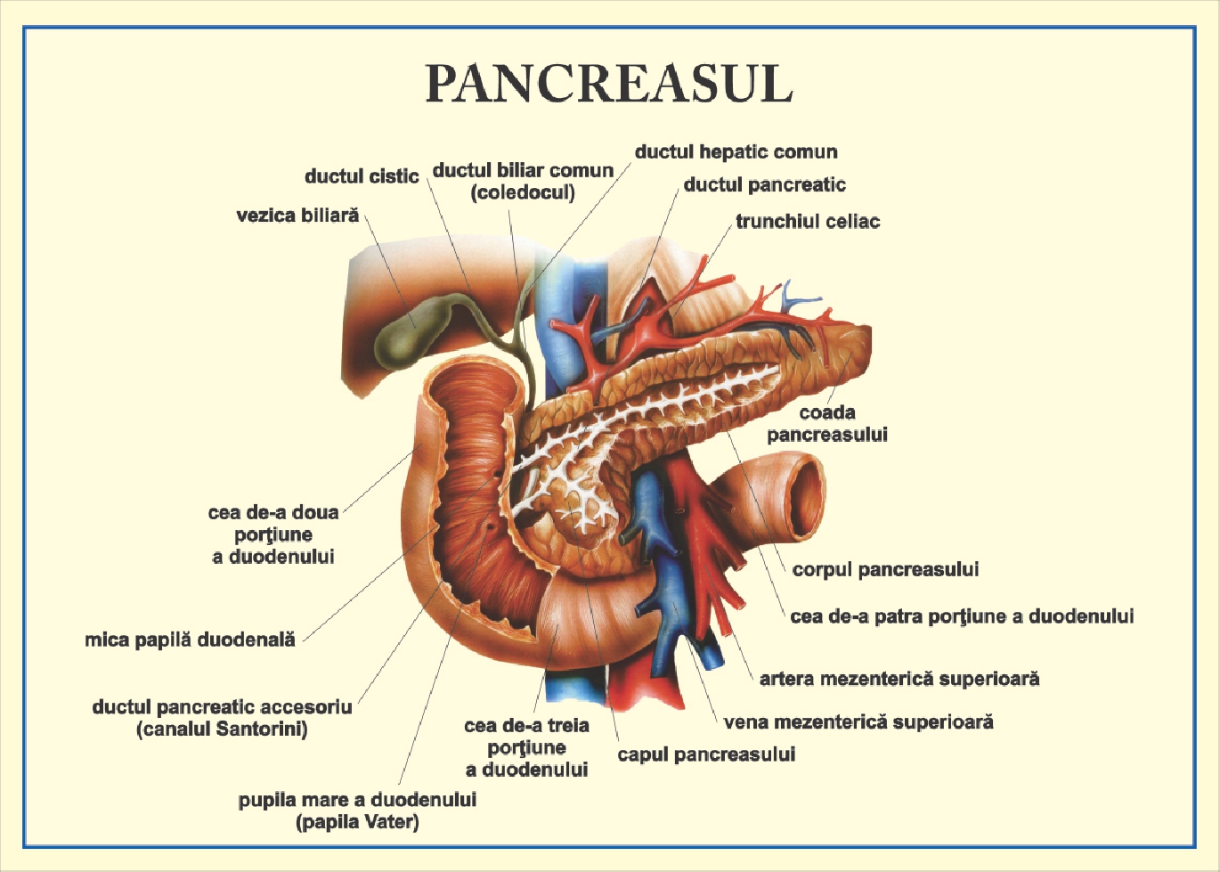 Pancreasul