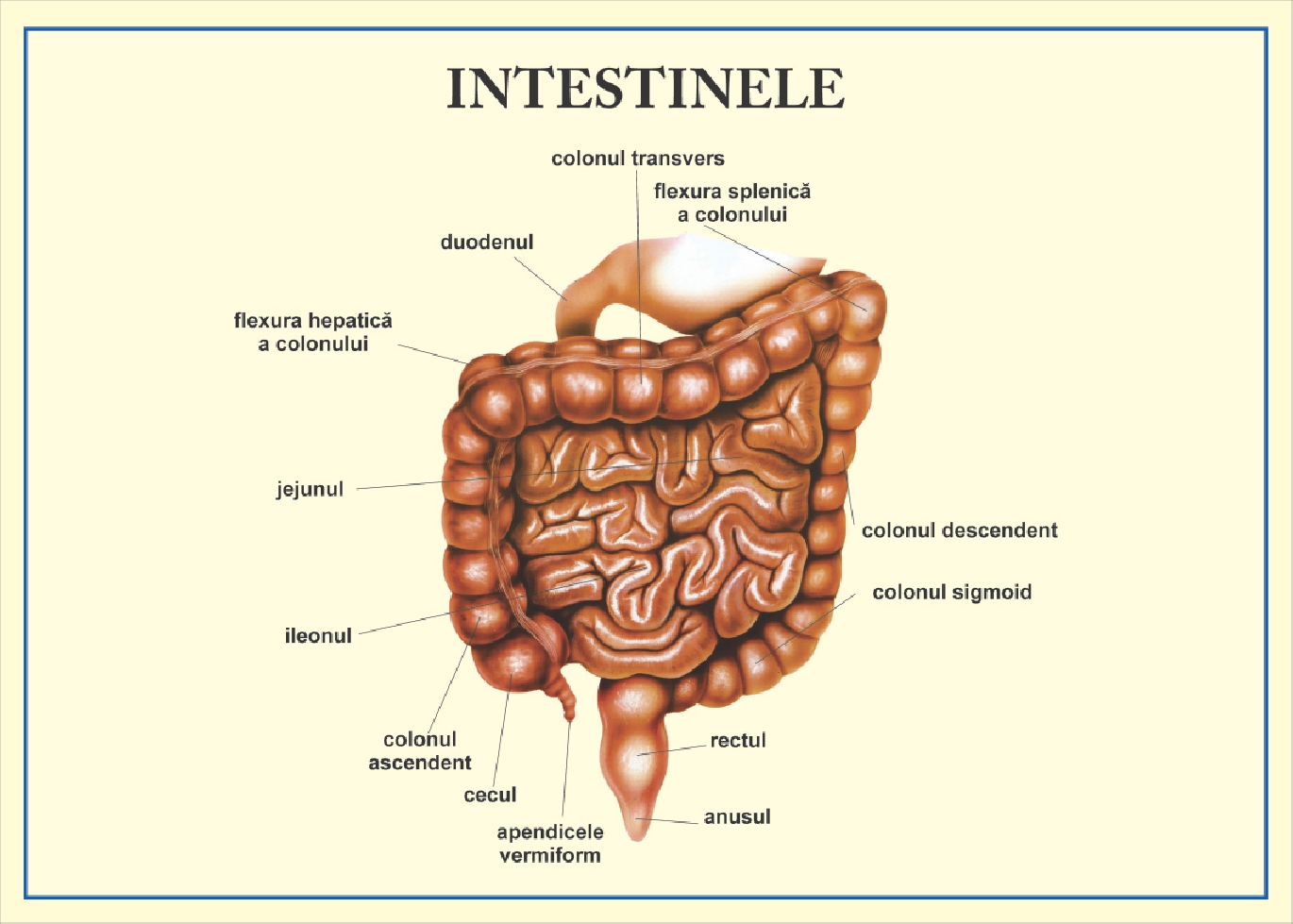 Intestinele