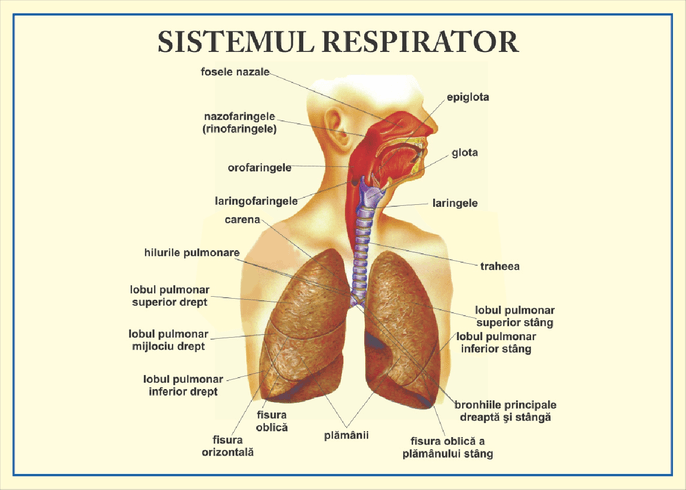 Sistemul respirator - prezentare gif