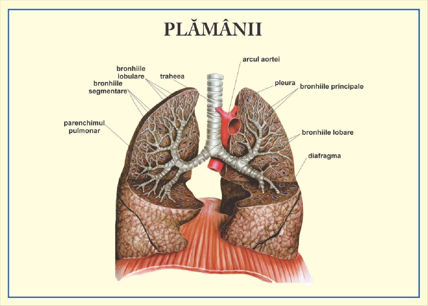 Plamanii